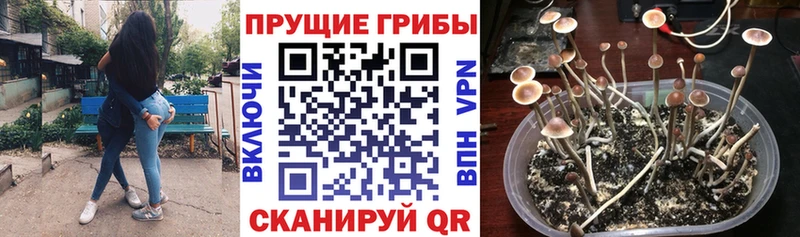 Галлюциногенные грибы Psilocybine cubensis  Октябрьск 